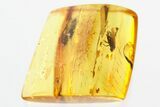 Detailed Fossil Hairy Snipe Fly (Bolbomyia) In Baltic Amber #307397-1